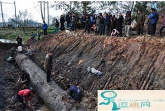 江西农民挖出80吨乌木价值4亿,四川农民挖出最大的乌木