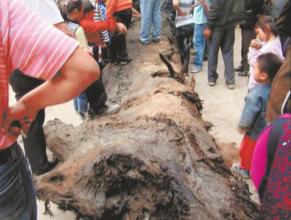 ���ڳ�����ľ��˿�ֵ����Ǯ,���������ڳ�������ľ��ֵ����