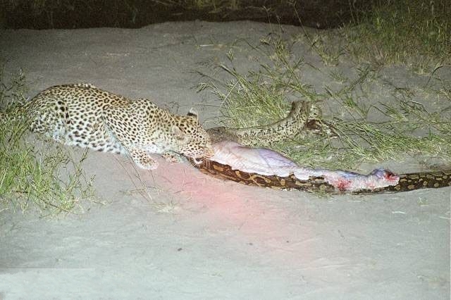 史上最大泰坦巨蟒有多少斤,建筑工地挖出巨蟒视频图片