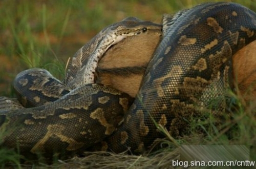 史上最大泰坦巨蟒有多少斤,建筑工地挖出巨蟒视频图片