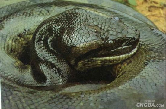 史上最大泰坦巨蟒有多少斤,建筑工地挖出巨蟒视频图片