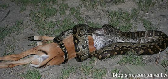 史上最大泰坦巨蟒有多少斤,建筑工地挖出巨蟒视频图片