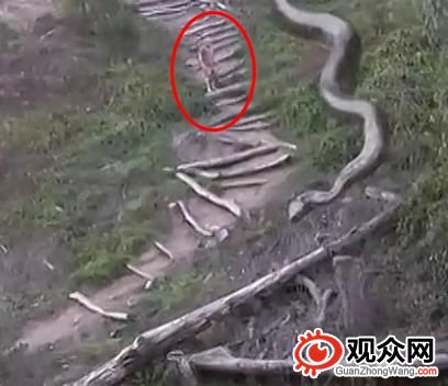 50米巨蛇吓坏路人图片，吓坏路人的恶作剧视频集锦揭秘