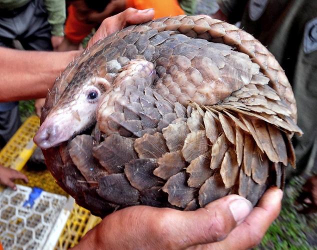 �й���ɽ��ΪʲôԽ��Խ��,��ɽ�ױ�������ɱ��Ƭԭ��