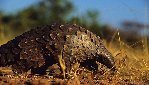 �й���ɽ��ΪʲôԽ��Խ��,��ɽ�ױ�������ɱ��Ƭԭ��