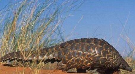 �й���ɽ��ΪʲôԽ��Խ��,��ɽ�ױ�������ɱ��Ƭԭ��