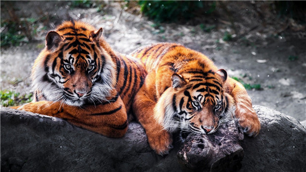 网曝动物园疑用活狗喂老虎,动物园老虎都是吃什么肉