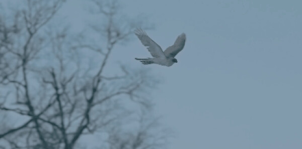 ���ӥ�Էּ��������